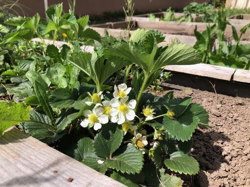Potager_1.jpg